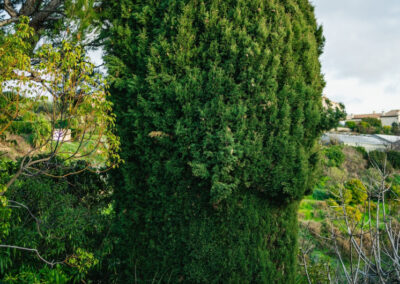 Arbre